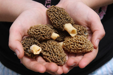 Morel Mushrooms are sought during the month of May.